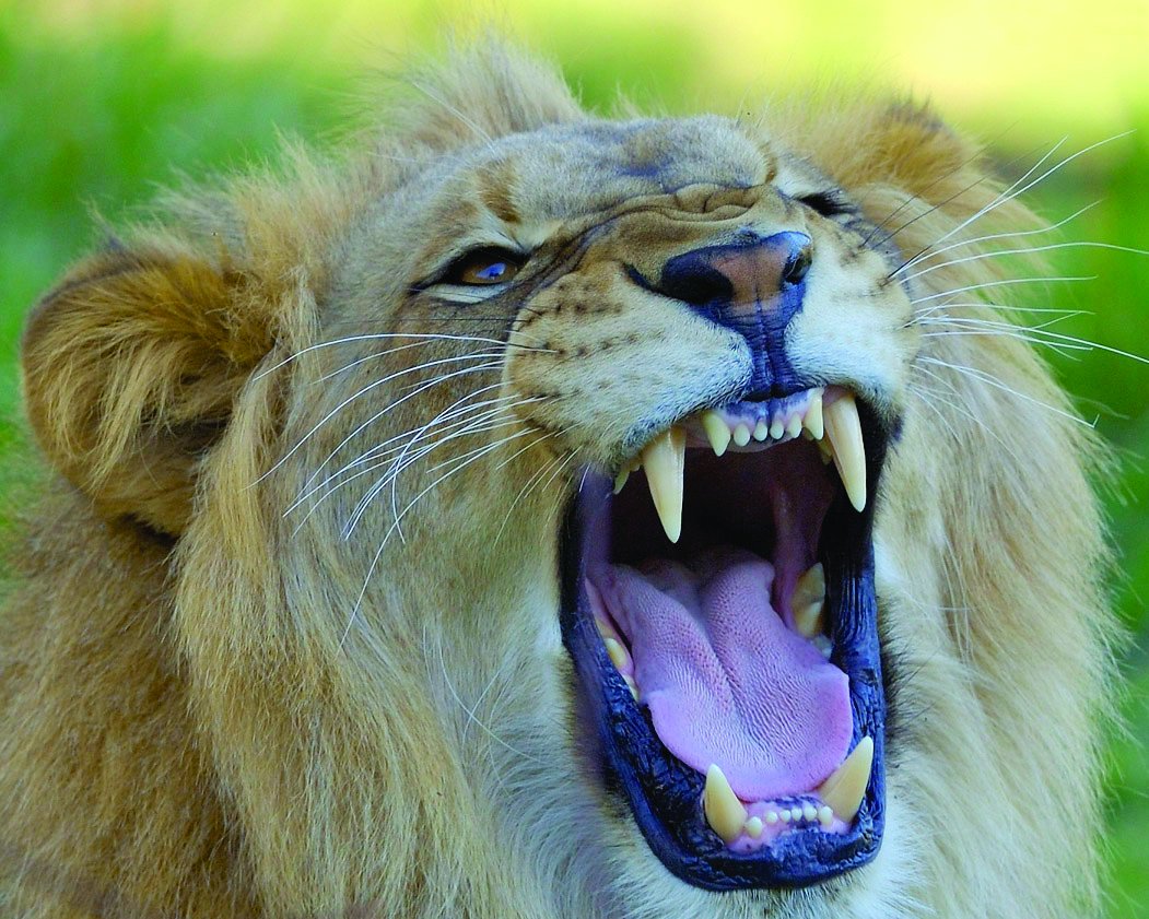 гепард скалится. зубы льва. пасть льва. лев клыков. пасть льва.