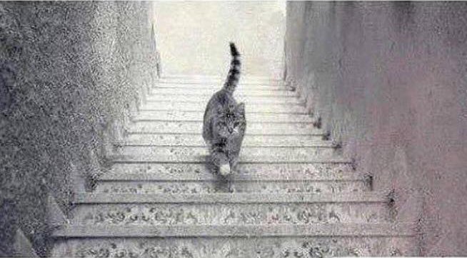 MartinWheelers's tweet photo. Is the cat going up or down the stairs? Let us know what you think! #Opticalillusion #Whatdoyousee https://t.co/hQvJYNLfqX