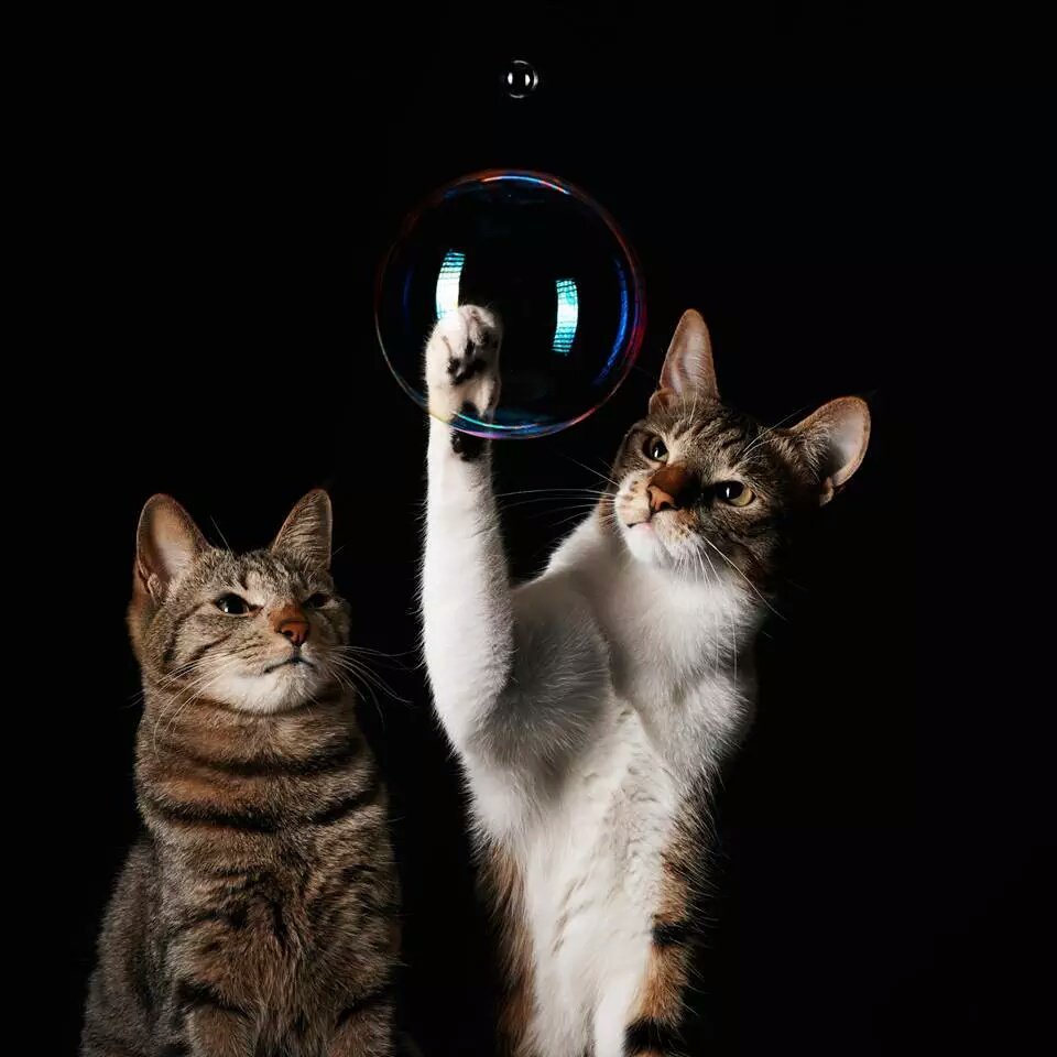 AfterEight13's tweet photo. #FF #RT @TeamCaramac  @alaura2015 @Prince__Rocks @cattina3 @ginestarros @LiliBodo @majd9757 @KatanaHugo @2T_4T 👍😘❤ https://t.co/GjVngAcYWQ