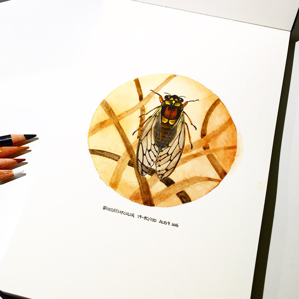 tiantianxu's tweet photo. Cicada (80/100)
#100daysofcolor #100daysofcolorbytx #the100dayproject #worldwatercolorgroup https://t.co/xX8woucu0a