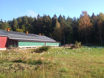 Slapp kyllingene ut #økoløft #inspirasjonsbonde #økologisk #oikos owl.li/aGXs30369JP