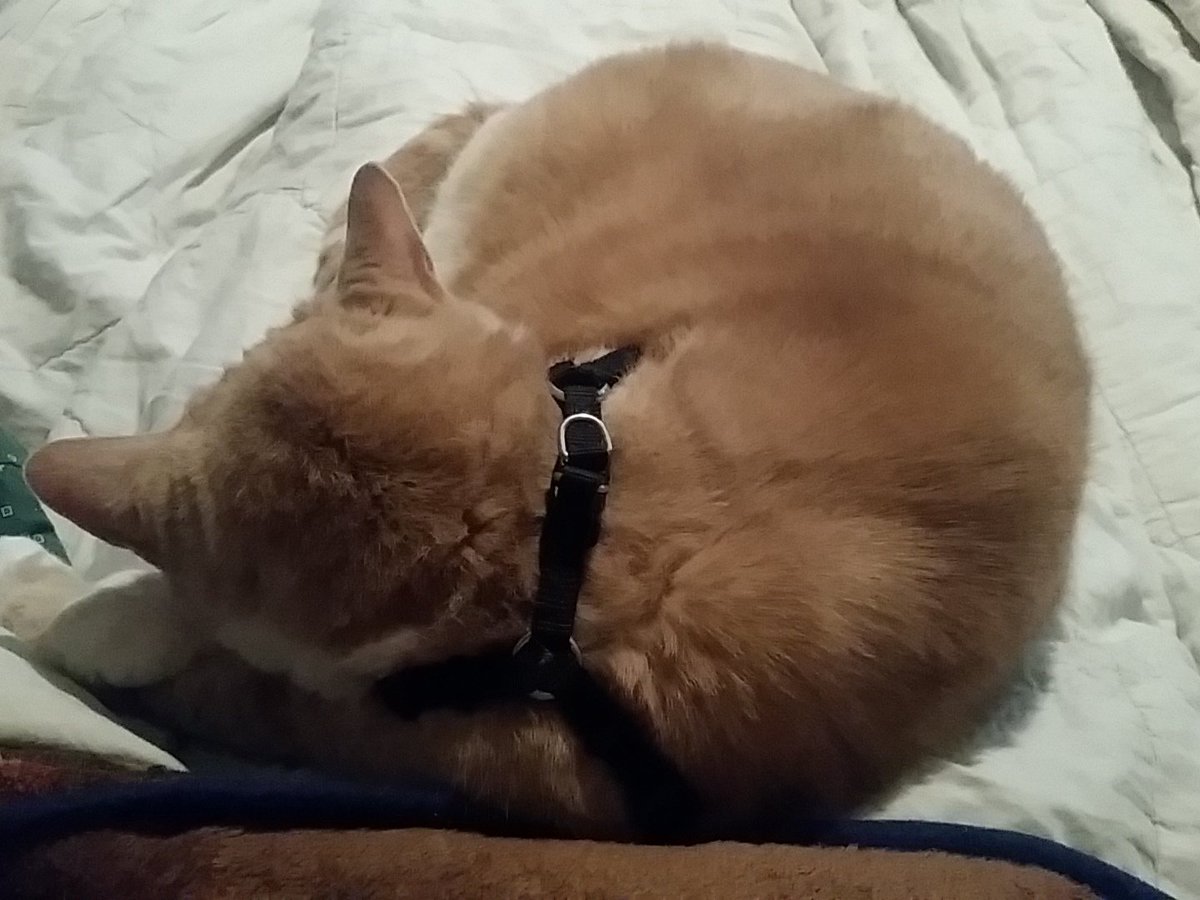 SouthrnMoxie's tweet image. When you want to move, but the #FurBaby is sleeping comfortably on you! #PetParentProblems #SleepyKitty #RVCat