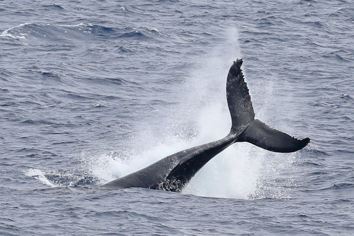 SCANS-III (@scans_3) on Twitter photo Lobtailing humpback (courtesy of <a href="/nomadbirder/">Paul French</a>)
#humpback #marinemammalsurvey #gratuitouswhalepicture Lobtailing humpback (courtesy of <a href="/nomadbirder/">Paul French</a>)
#humpback #marinemammalsurvey #gratuitouswhalepicture