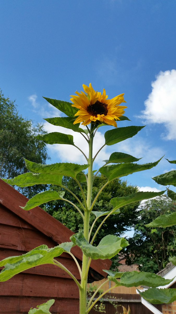 Regina McLean (FoxRegina) Twitter