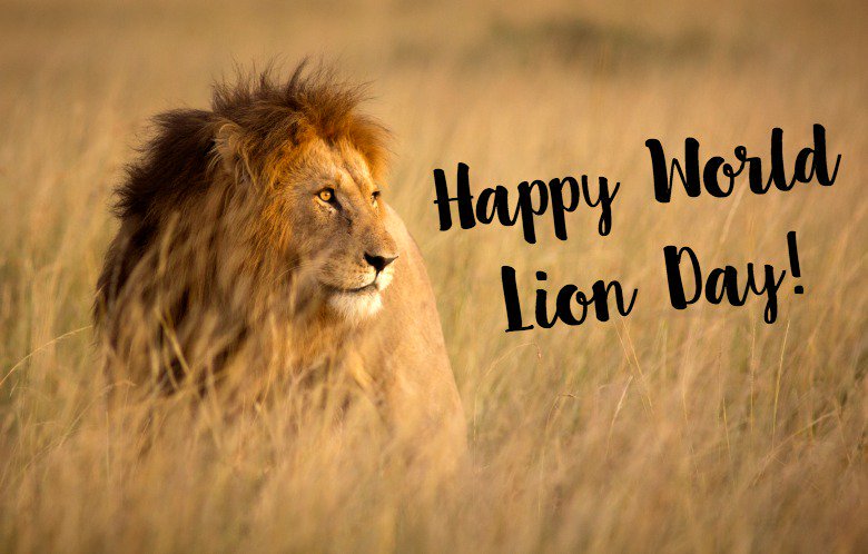 AdQuet's tweet photo. AdQuet striving to be Nigeria's Lion of Digital Advertising! Happy #WorldLionDay! #AdQuet https://t.co/ZZrIGi9KP5 https://t.co/kbOdWq5iEH