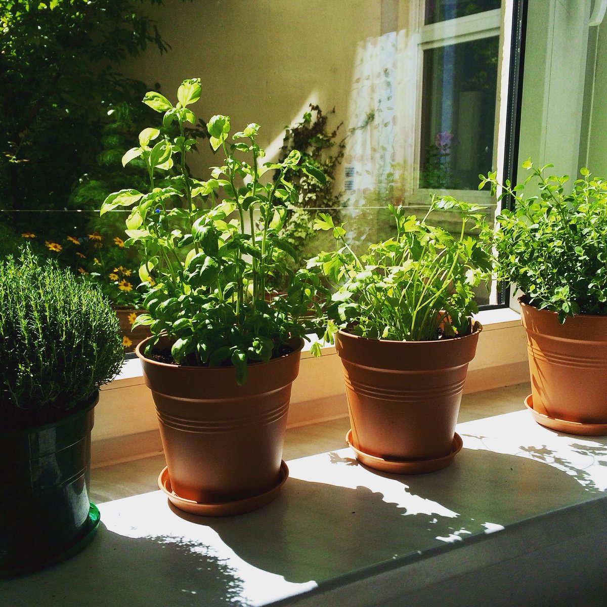 Happy herb garden on the windowsill. Enjoying the sporadic sunlight. #herbgarden #basil #parsley #thyme #oregano