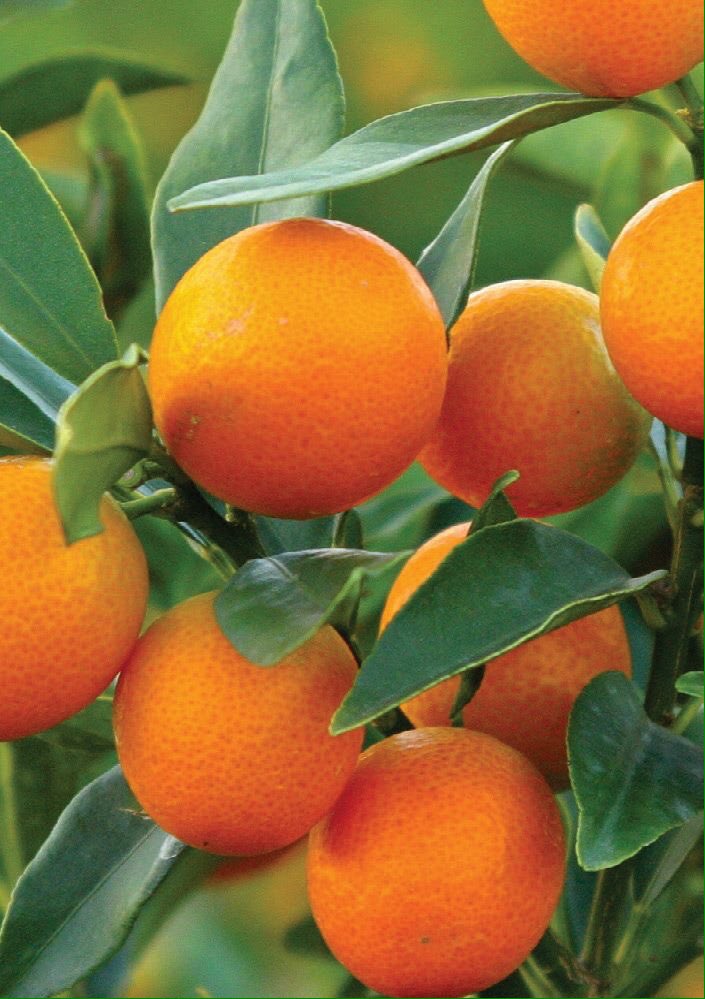 TheGardenerMag's tweet photo. Kumquats are grown for their fruit &amp; their aesthetic appeal, growing into shrubs/small trees with dark green foliage https://t.co/DMAkmT1fbe