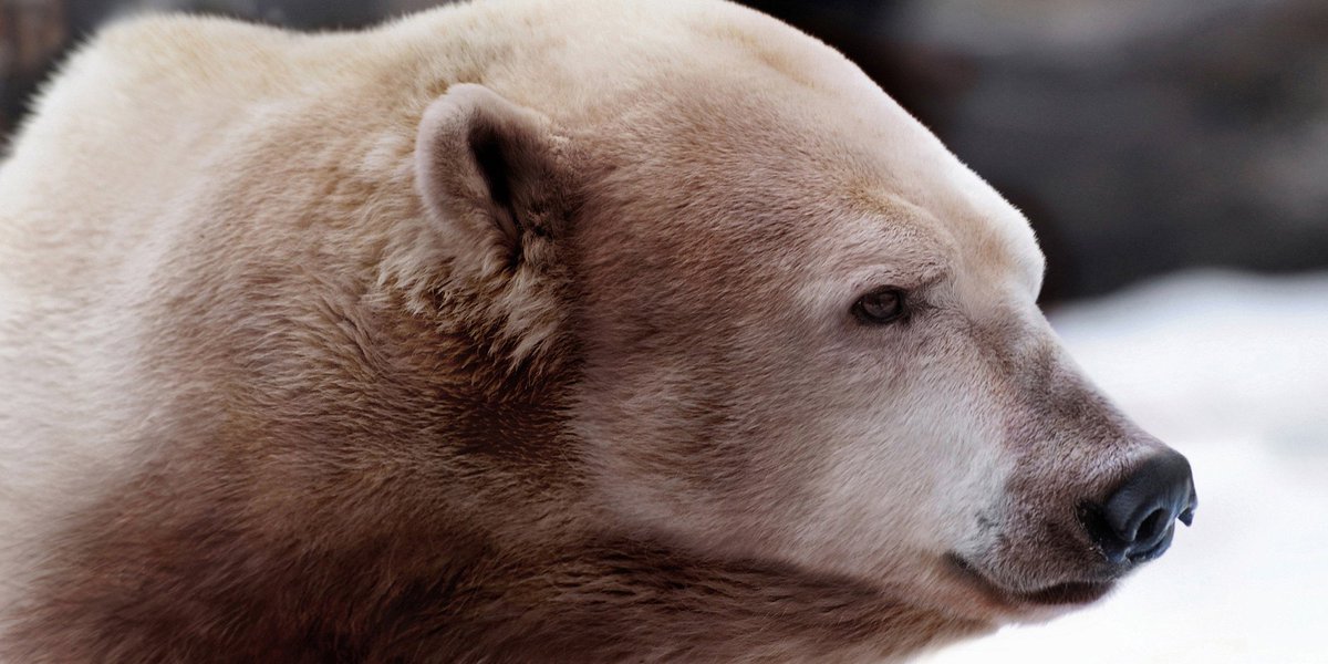 гролар (полярный гризли). гролар гибрид белого медведя и гризли. гибриды медведей. гролар гибрид. медведь гризли.