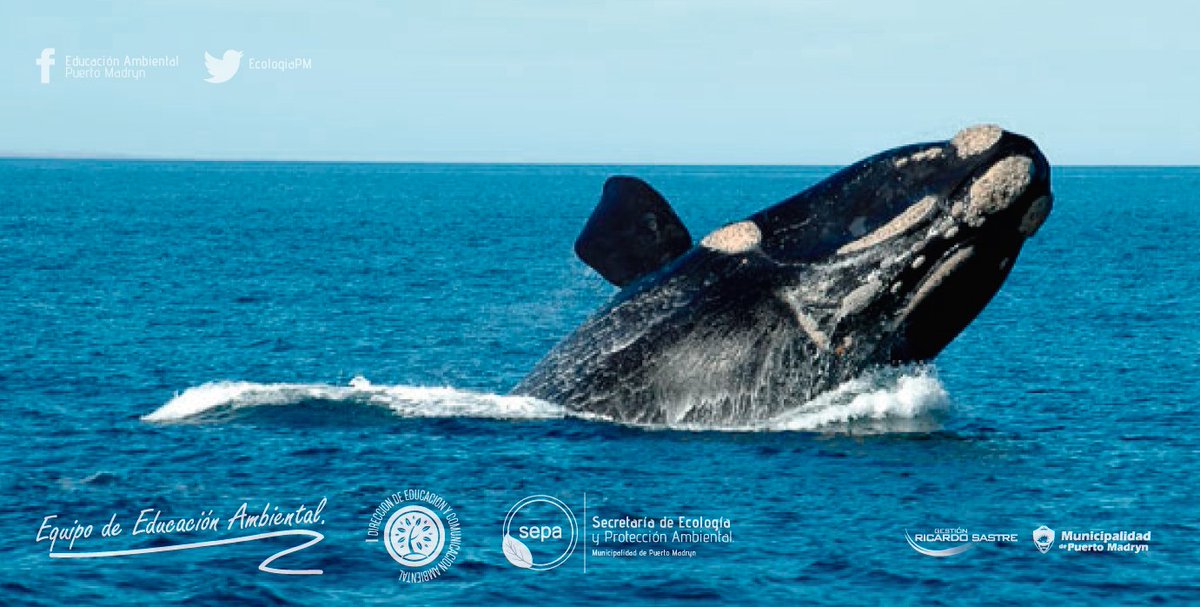 EcologiaPM's tweet photo. #Madryn Imponente, hermosa! 
Necesitamos tomar conciencia del lugar en el que vivimos y cuidarlo !
#MadrynLimpio https://t.co/Gm2RXNRZXa