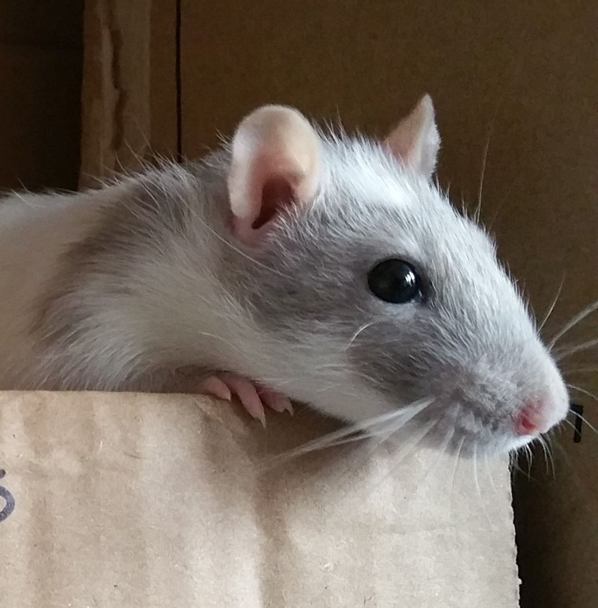 CamdenFringe's tweet photo. For those of you not watching @Rat_In_A_Box at @TristanBates right now, here is a photo of a rat in a box https://t.co/c1lnWQd47f