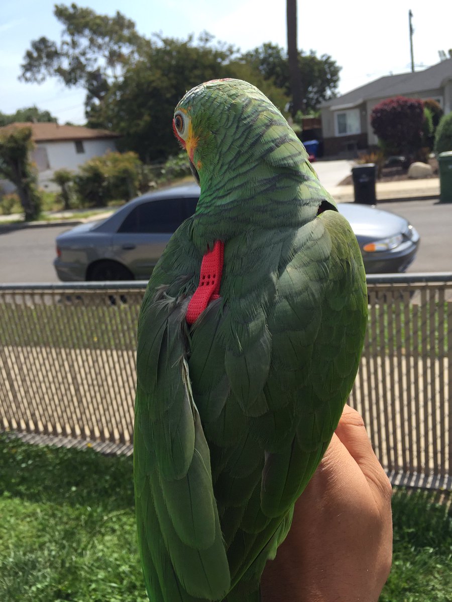 Mr310KING's tweet photo. @KNX1070 @ABC7 @CBSNews @latimesfirehose @NewsSourceLA PLEASE HELP FIND my STOLEN PARROT https://t.co/WMHhXB70iU