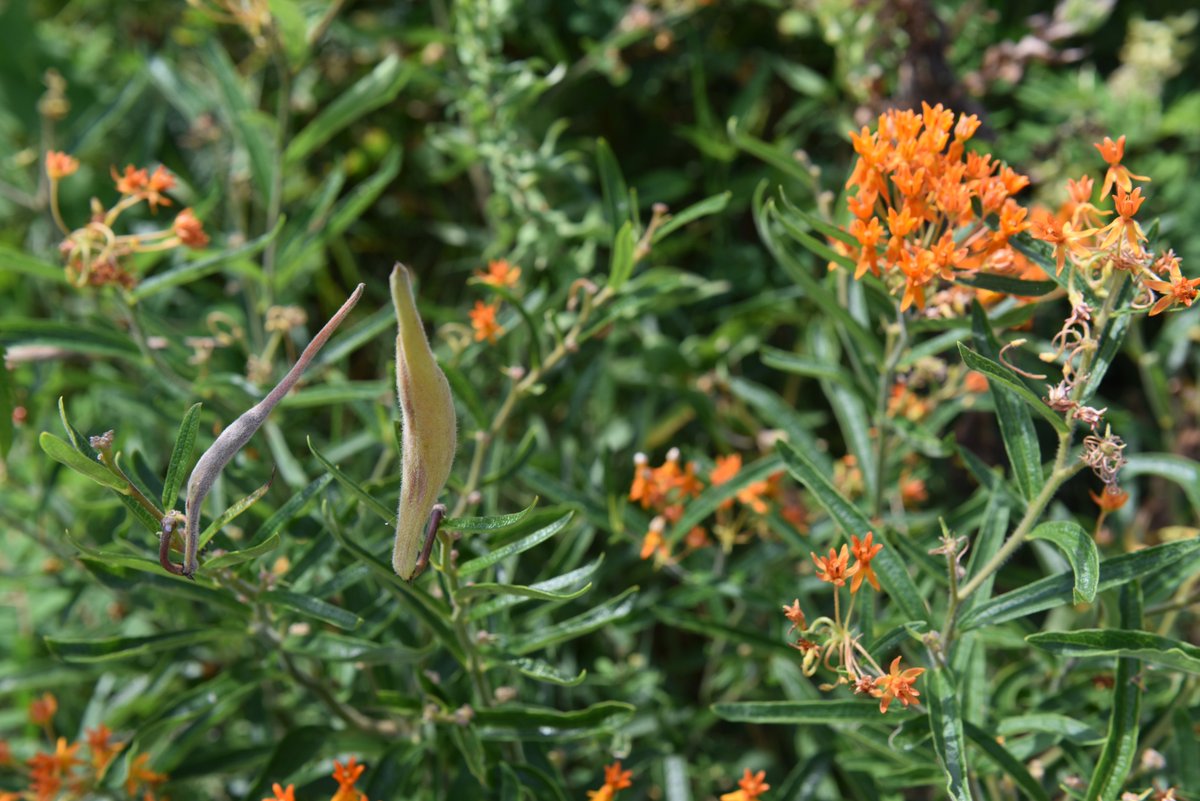 MidewinNatTP's tweet photo. This #PrairieBloom looks like a flower, but the POD (look left) gives it away as pretty Orange #ButterflyMilkweed! https://t.co/f0h9lLIzzg