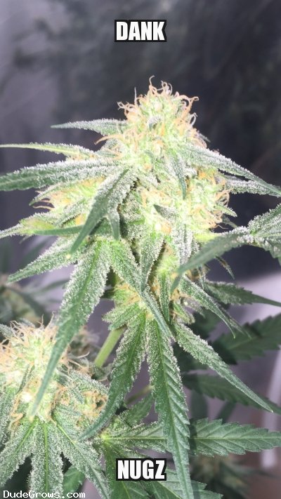 DudeGrows's tweet photo. Shep brings out the DANK ! #growporn #realdgc #grower https://t.co/K00lb6RK3A