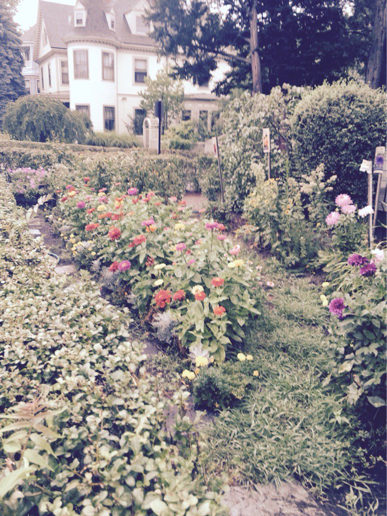 HankWH's tweet photo. I could have sworn I saw this garden @TownofBrookline smiling! #lovingtherain #drinkingitup #greenagain #workingman https://t.co/1R7nRMiuMX