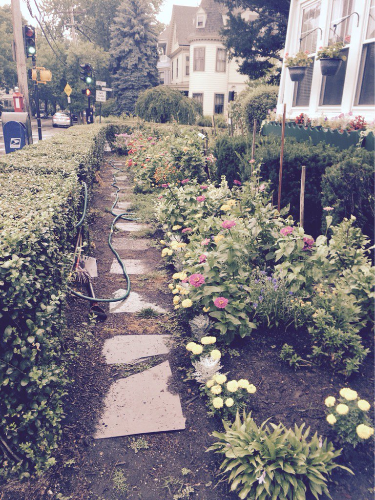 HankWH's tweet photo. I could have sworn I saw this garden @TownofBrookline smiling! #lovingtherain #drinkingitup #greenagain #workingman https://t.co/1R7nRMiuMX