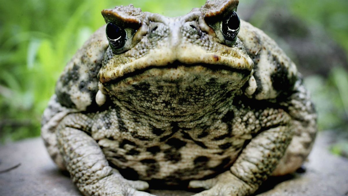LivingFLA's tweet photo. Keep Your #Pets Safe from #Poisonous #Toad Plaguing #Florida. #Bufotoad https://t.co/Yo9vyOxISd https://t.co/kuCg7YunTK