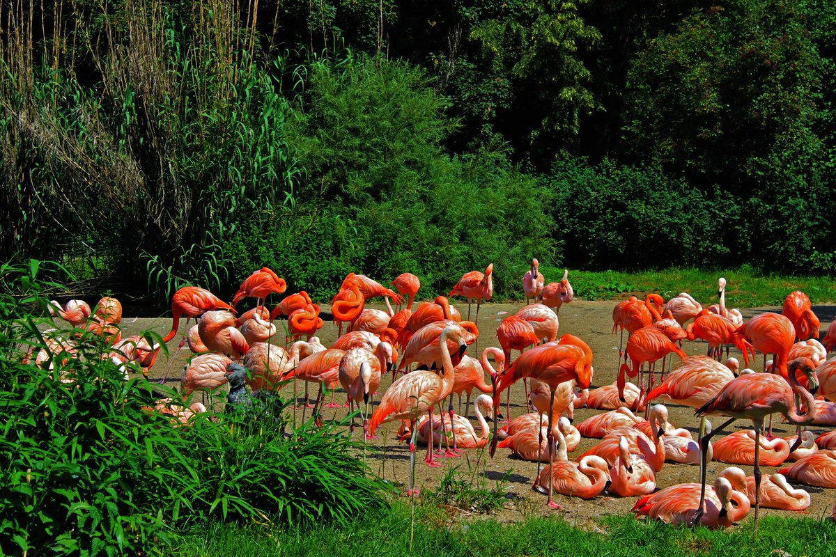viking_wander's tweet photo. Stay tuned for a blog post on #PragueZoo
#Praha #prahazoo #zoo #animals #flamingos #colourful #prague #travel https://t.co/aPatbQGZkU