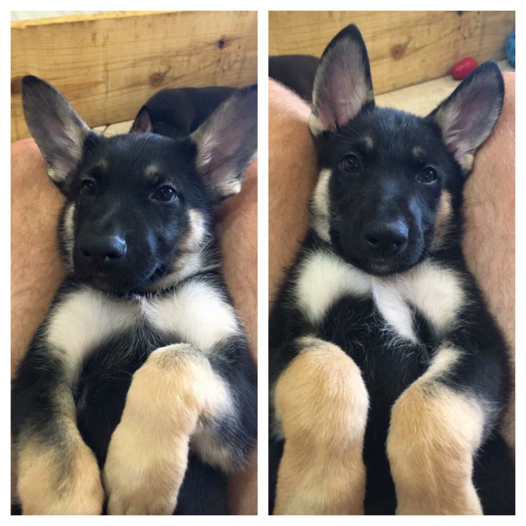 tylergarcia019's tweet photo. German Shepherd Puppies for sale!
7 weeks old
birthdate 6/17/16
first shots 7/29
Message me for pricing! https://t.co/Hqc6S2Ze8P