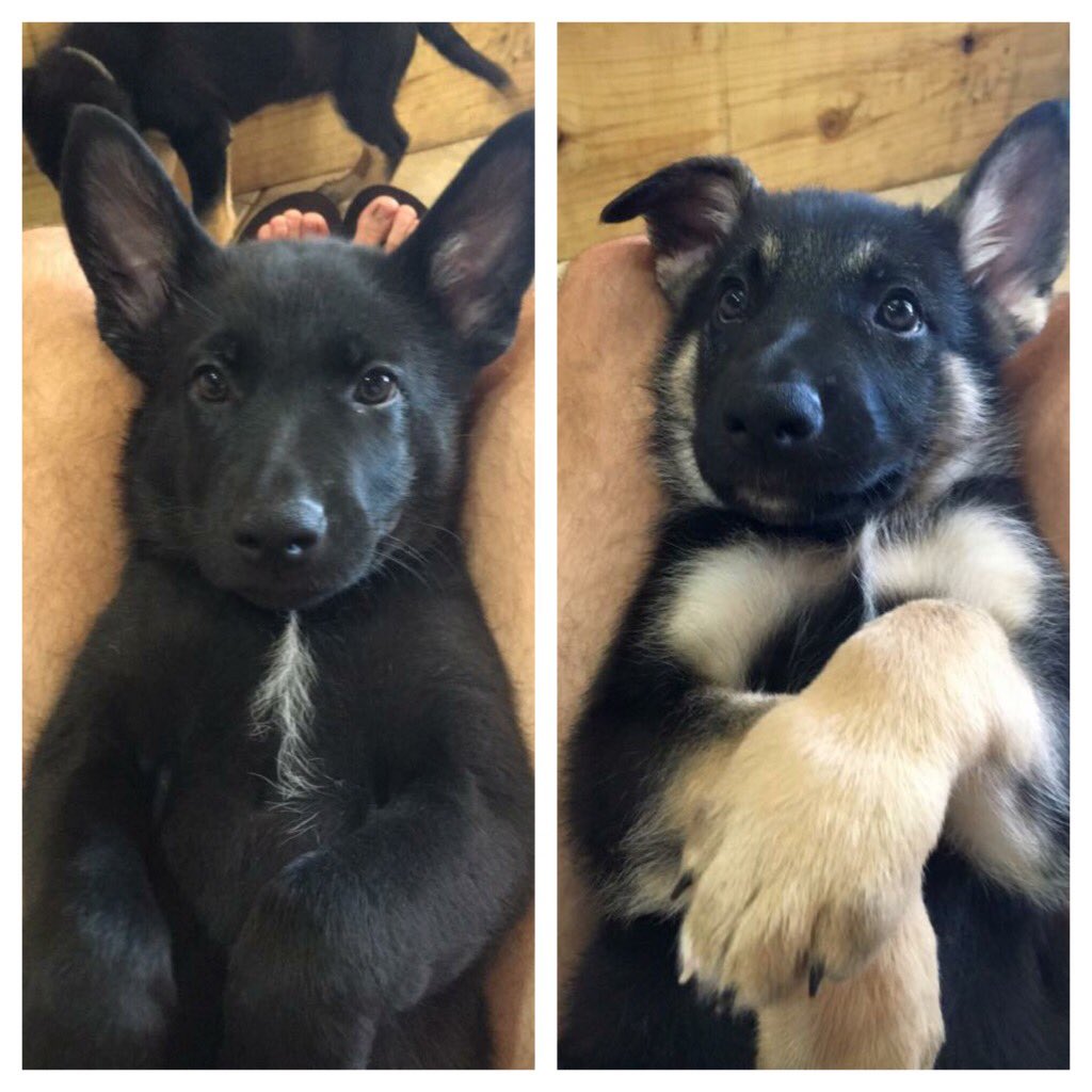 tylergarcia019's tweet photo. German Shepherd Puppies for sale!
7 weeks old
birthdate 6/17/16
first shots 7/29
Message me for pricing! https://t.co/Hqc6S2Ze8P