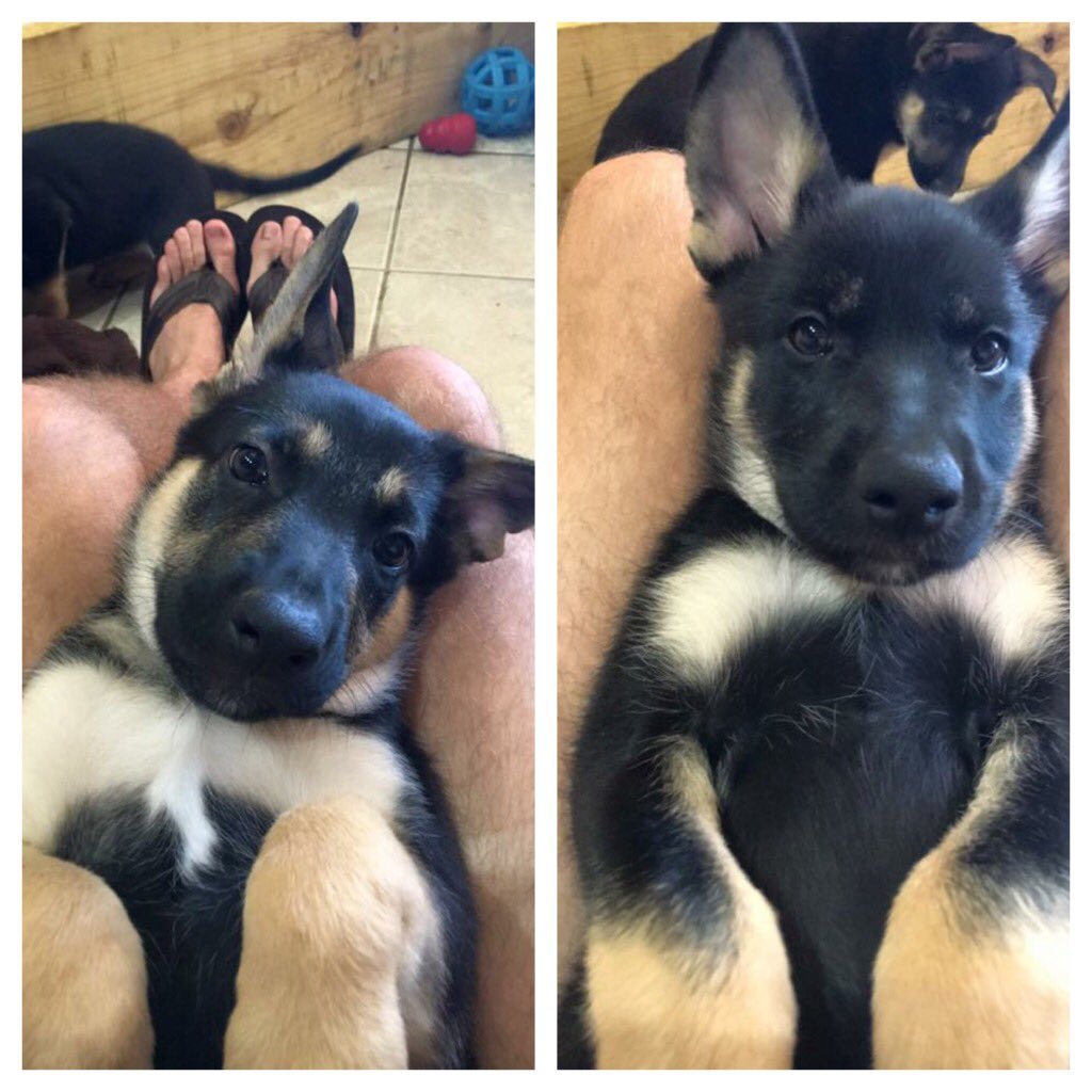 tylergarcia019's tweet photo. German Shepherd Puppies for sale!
7 weeks old
birthdate 6/17/16
first shots 7/29
Message me for pricing! https://t.co/Hqc6S2Ze8P