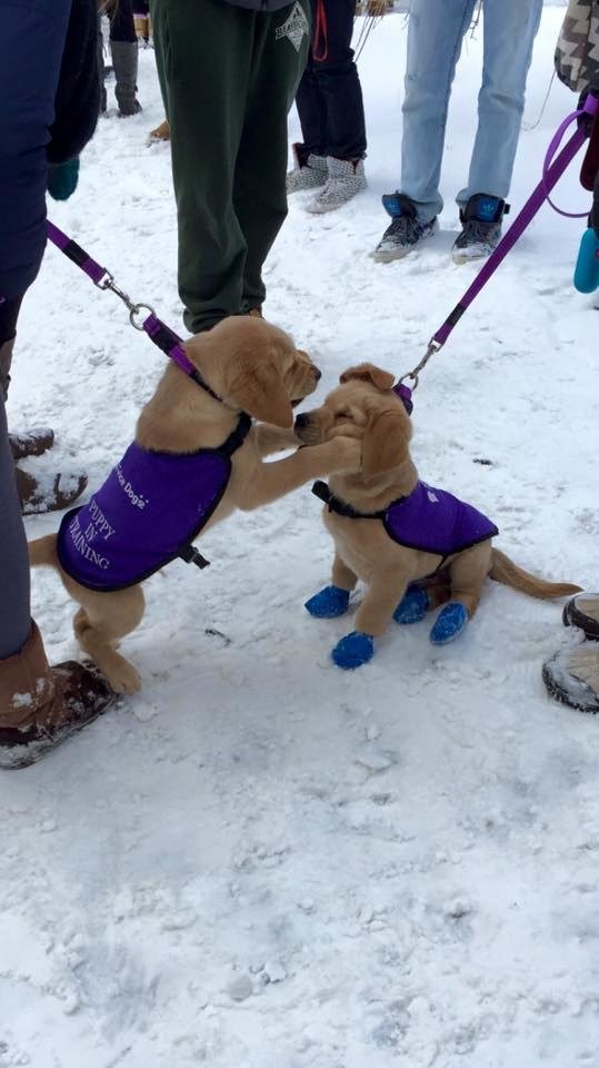 BuzzFeed's tweet image. 19 puppy best friends because the world doesn’t completely suck bzfd.it/2bgEqGL