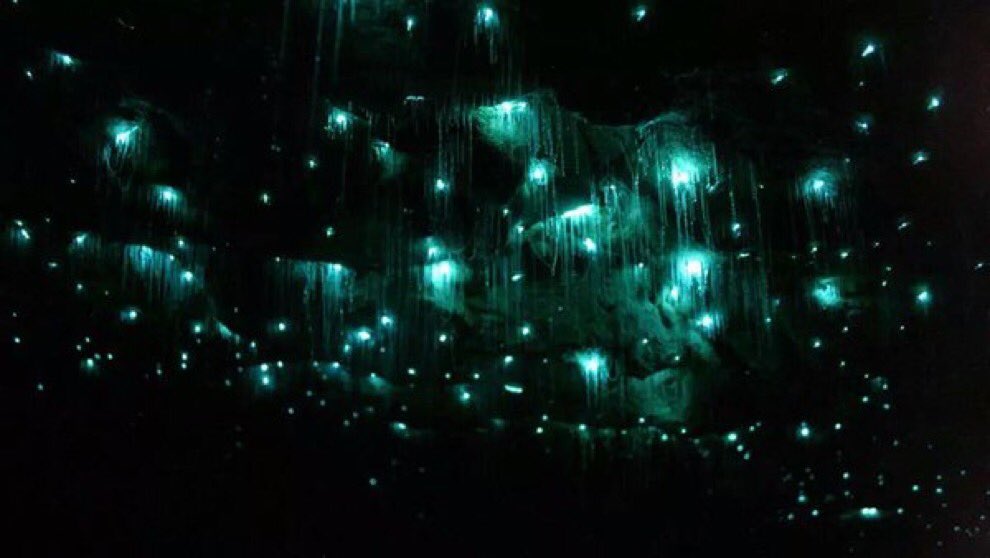 naturenchill's tweet photo. Glowworm cave, Waitomo, New Zealand 😍 https://t.co/CpXCUO9Sak