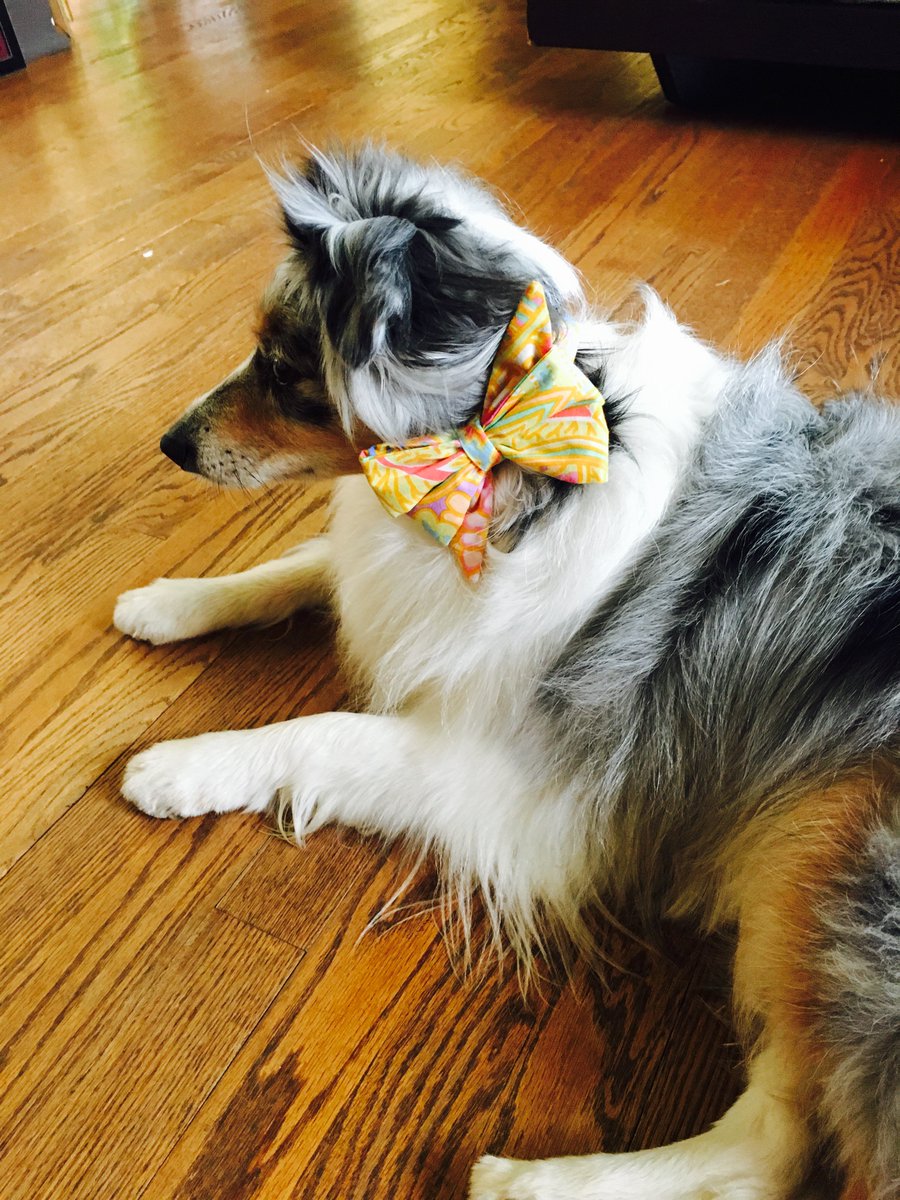 winstoninfo's tweet photo. Zsa Zsa sporting her new @Crewlala Belle Bow collar, looking like the diva she is! https://t.co/mRCdzmPga7