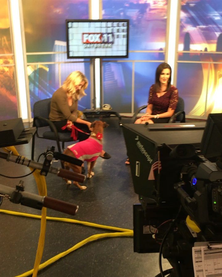 HSSAZ's tweet photo. Brooke was featured on this week's #petpals with @sashaloftis! She needs a home. #HSSA #love #tucson #adopt #needsaโฆ https://t.co/s3Enjn3S3B