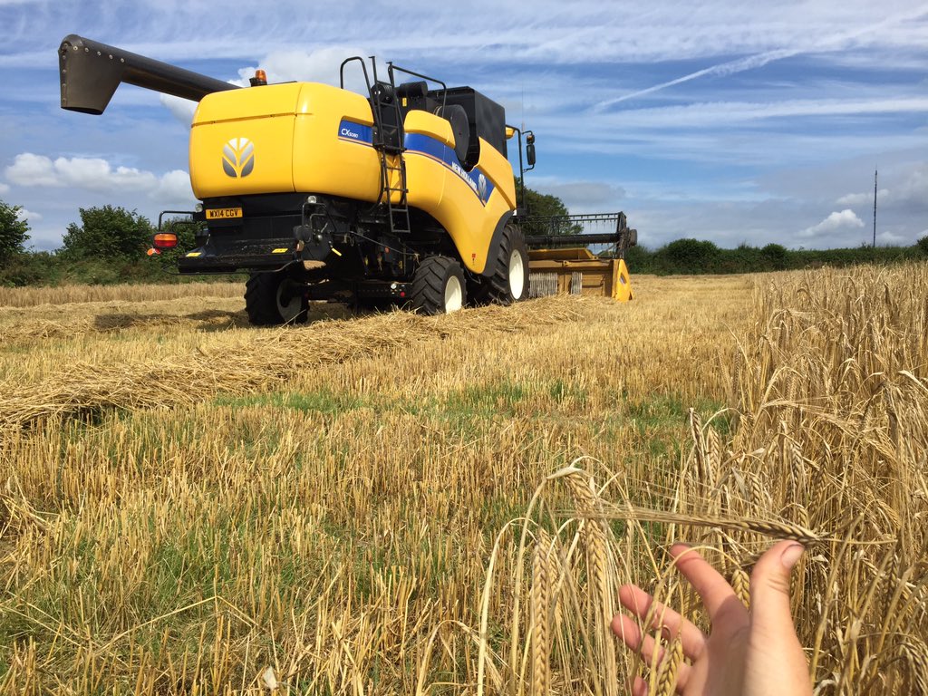 thisisdairy's tweet photo. Checking out the winter barley combining #Harvest2016 #CowBedding #CowFeed ^Abi https://t.co/owkWJ2Uo7M https://t.co/fi2ynGd8ce