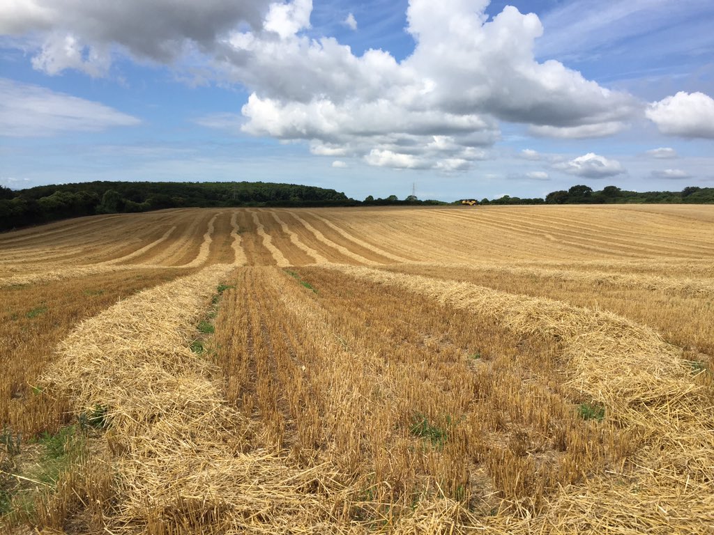 thisisdairy's tweet photo. Checking out the winter barley combining #Harvest2016 #CowBedding #CowFeed ^Abi https://t.co/owkWJ2Uo7M https://t.co/fi2ynGd8ce