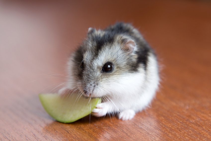 MedicAnimal's tweet photo. #DidYouKnow hamsters only blink one eye at a time! https://t.co/Qk1YFAeGCs