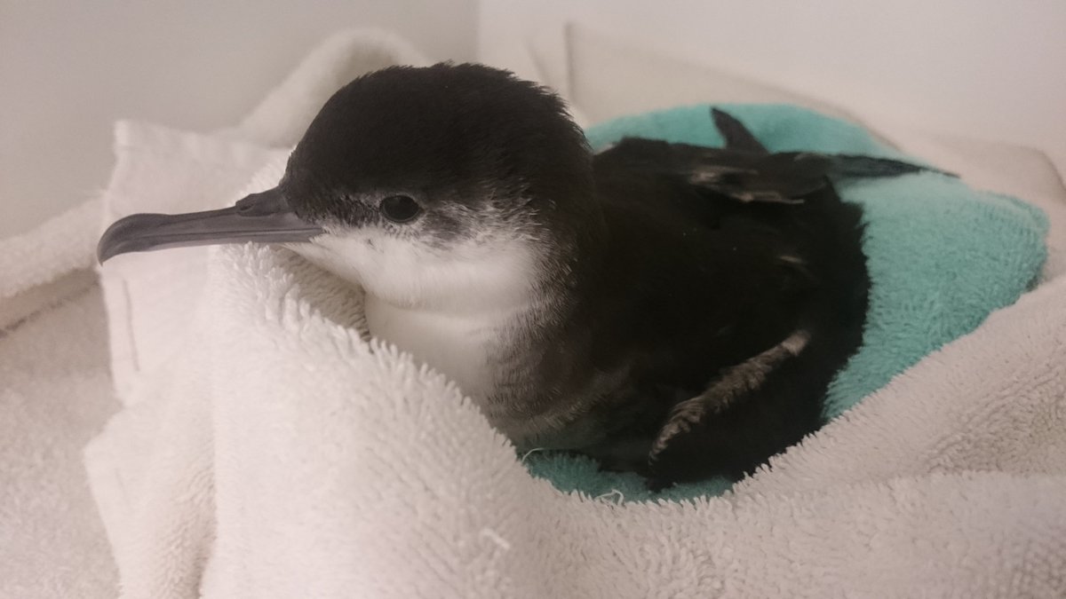 Frost Science On Twitter Wildlifewednesday Our Falcon