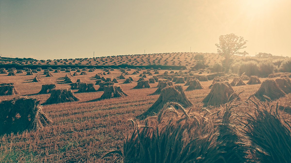 mckellyltd's tweet photo. #farmlife @mckellyltd https://t.co/Uj1Xz4qrfZ