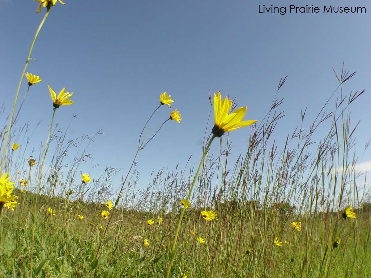 LivingPrairie's tweet photo. Travelling Seeds offer lots of hands on learning. See the seeds that keep the prairie growing, Thursday! Call to reg https://t.co/rezHMMcnqf