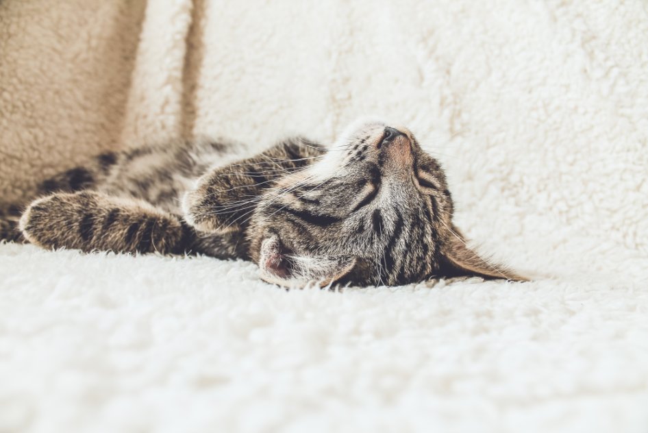 SleepInnov's tweet photo. When it's only Wednesday #SleepInnovations https://t.co/uOSoooivEQ