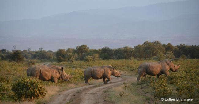 IUCN's tweet photo. Indigenous peoples and local communities key in combatting illegal wildlife trade: https://t.co/qUAf6CpFbg https://t.co/MsHJPu5JuK
