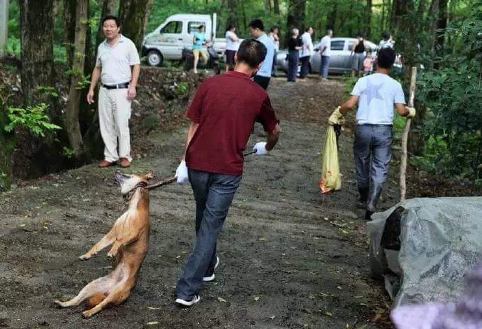 jayme_hess's tweet photo. Padang village government ordered all dogs killed #China #Evil #26dogs #murdered #corrupt #animalwelfarelaws https://t.co/appiCj7lSe