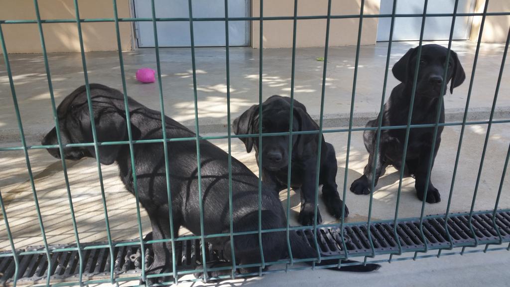 dgrassetecgalce's tweet photo. Les trois petits derniers arrivés hier à l'association chiens-guides d'aveugles de Lyon https://t.co/xtiLRNBuAe