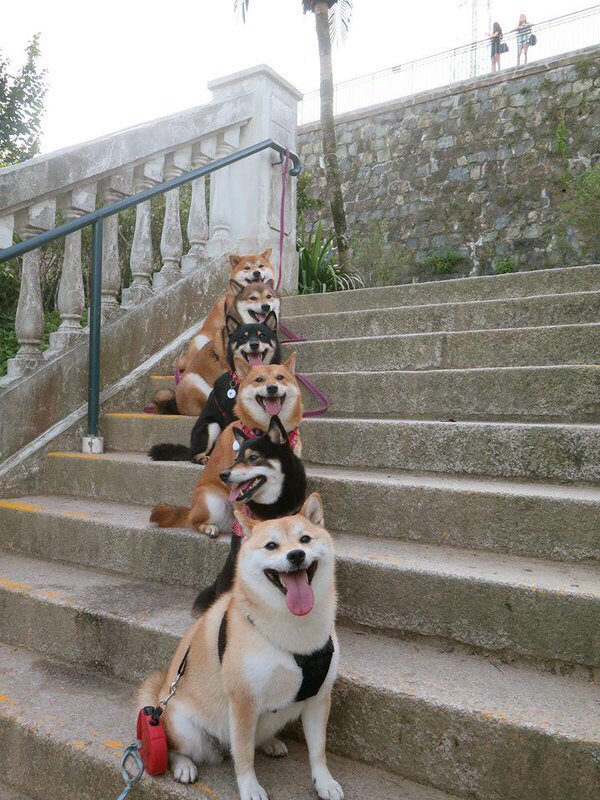 cutest_animal1's tweet photo. みんな同じ方向を向いててかわいい✨ https://t.co/X5h4Nlkzdr