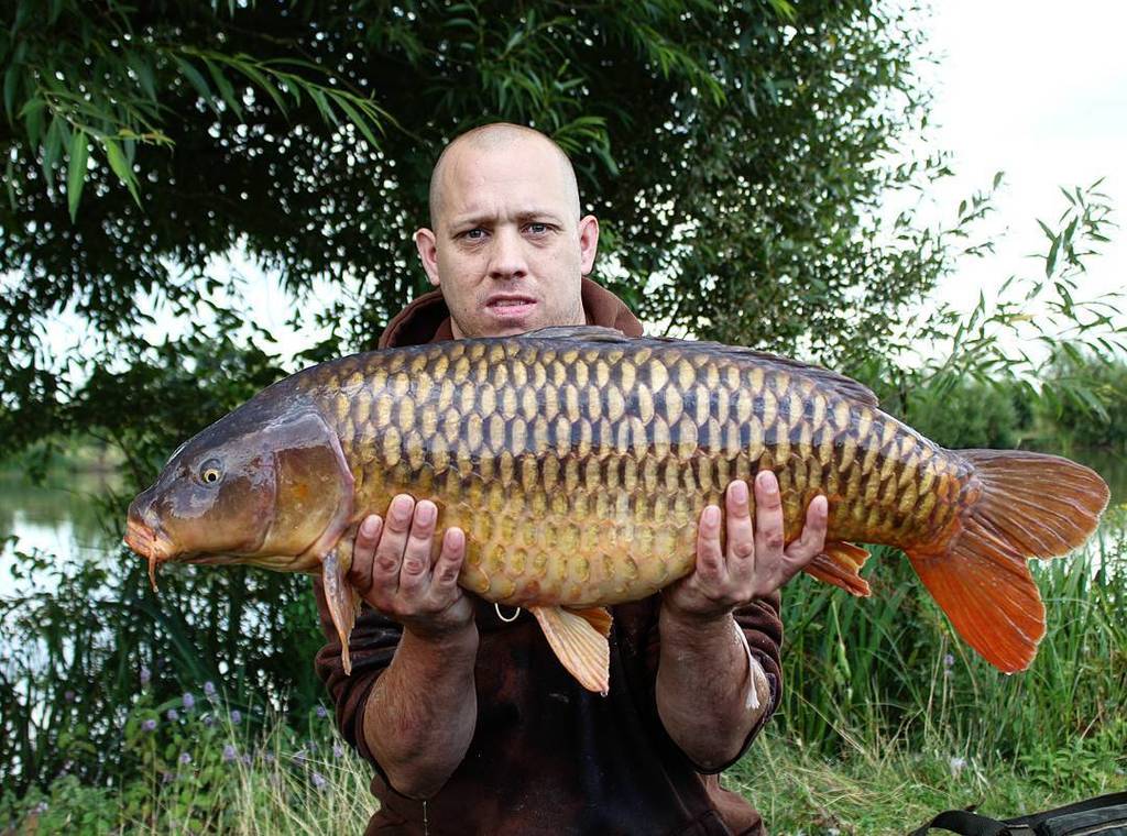 Crowsheathlakes's tweet image. 27lb on the nose for Lee. Fishing peg 25 into open water on a single hook bait. #commoncar… ift.tt/2b8gC7J