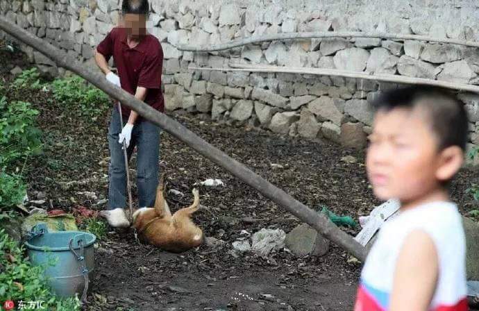 jayme_hess's tweet photo. #Padang #China #Evil #animalwelfarelaws #corrupt #26dogs #murdered #rabies #BoycottChina # wrong #poorchildren https://t.co/90sm1nTnjQ