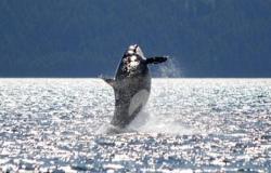 klamathriver's tweet photo. Advocates for Orcas pushing for #Klamath salmon, dam removal https://t.co/Ek4qliIbdA https://t.co/33lTyoGIwG