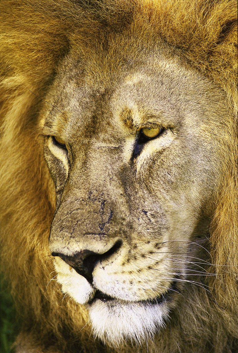 Discovery's tweet photo. Happy #WorldLionDay! https://t.co/clvsoUFN43