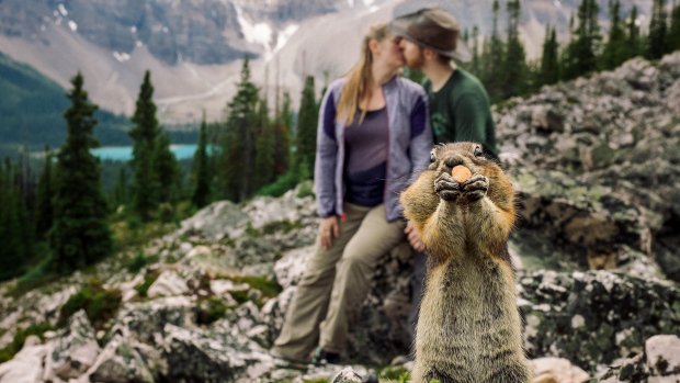 HeartofBanff's tweet photo. Why we love our @Real_Banff squirrels: always up for a photo op!
https://t.co/s9pF2MD21k Congrats Kelin and Spencer! https://t.co/lx2V8nyOLi