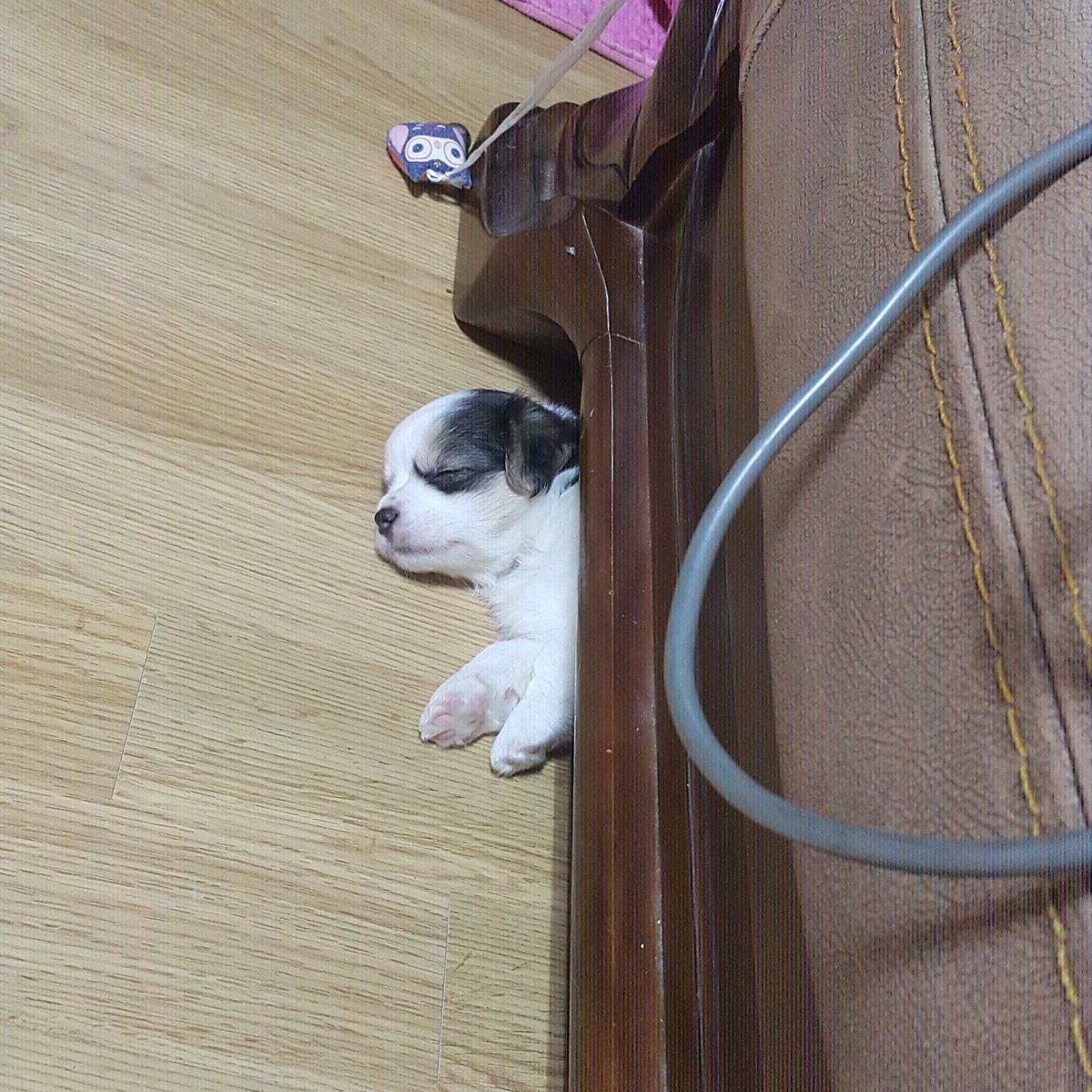 dnjqjfjelejqejq's tweet photo. 우리 강아지 졸귀다 알티 매니 해라 https://t.co/Vp3NghnGrn