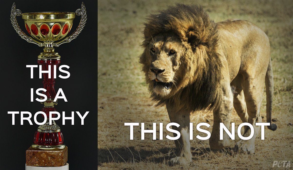 peta's tweet photo. Lions are not trophies. Killing is not a sport. #BanHunting #CecilTheLion #WorldLionDay https://t.co/q2W5AWxhoh