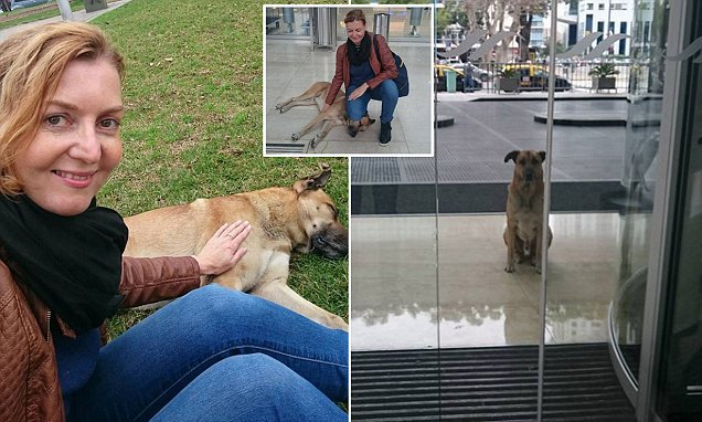 IceTrends's tweet photo. German flight attendant Olivia Sievers gave the stray dog some food and attention six… https://t.co/CG8uttP39d https://t.co/YxULsfEhvO