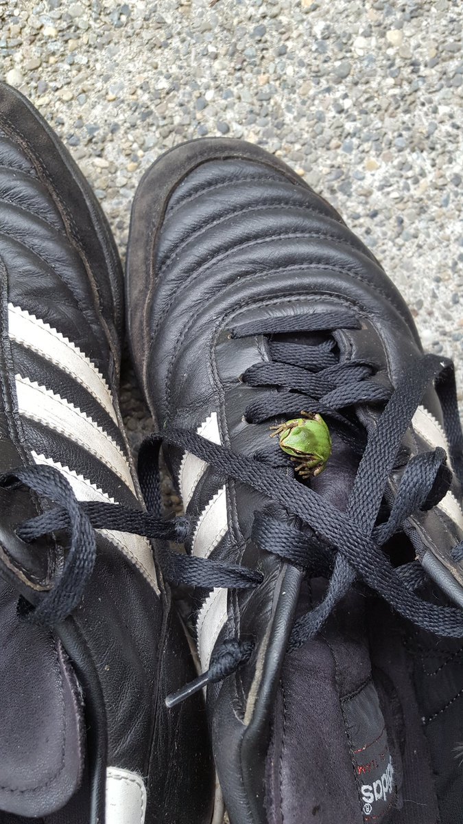 muffintopmodel's tweet photo. When you leave your soccer shoes out side overnight all kinds of critters stake their claim. #spiderfree https://t.co/lhrapvyI4A
