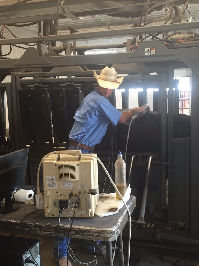 OKCattlemen's tweet photo. Gathering carcass data can be done on live cattle through ribeye ultrasounds  #cuttingedge #CLA24  #GAR https://t.co/mUI2jtIqvn