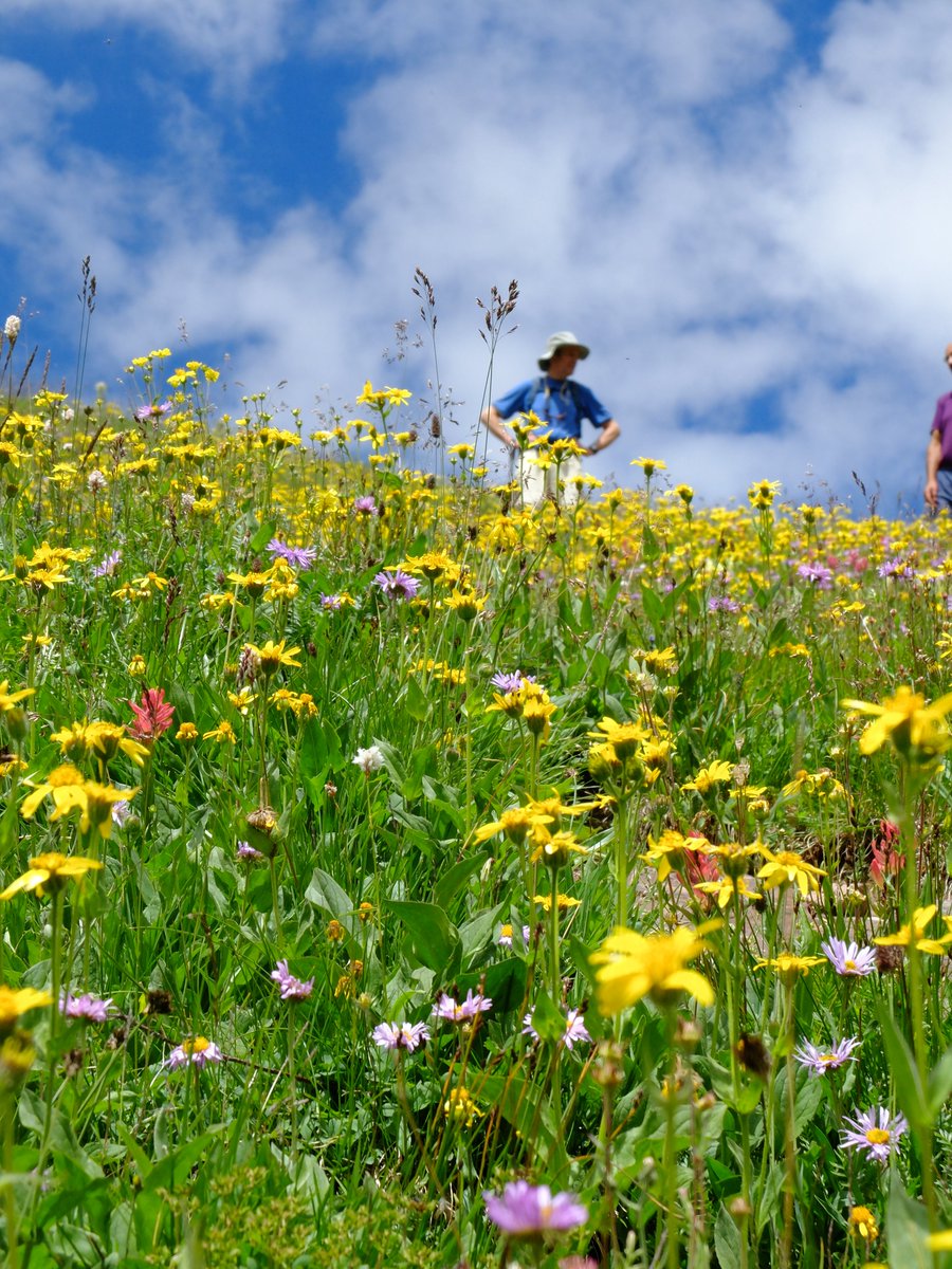 MarkWaun's tweet photo. #MaroonBells #Aspen #WillowPass #Meadows #Flowers #Beautiful https://t.co/ew6hbD4693